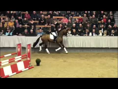 ZOOM von Blue Hors Zack - Don Schufro (Hengstchampionat 11-2018)