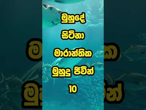 මුහුදේ ජීවත්වන මාරාන්තික මුහුදු ජීවීන් | Top 10 Deadliest Sea Creatures #top #viral #srilanka #top10