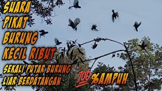 Download lagu Suara pikat burung kecil kombinasi kutilang ribut 💯% ampuh sekali putar burung liar auto berdatangan mp3
