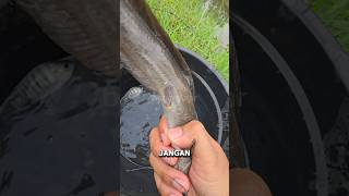 Download lagu JANGAN DITIRU‼️KEPATIL LELE LOKAL..😭 #shorts mp3 Download lagu JANGAN DITIRU‼️KEPATIL LELE LOKAL..😭 #shorts mp3