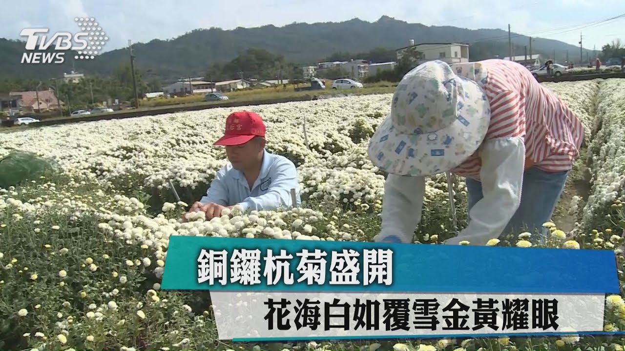 銅鑼杭菊盛開 花海白如覆雪金黃耀眼