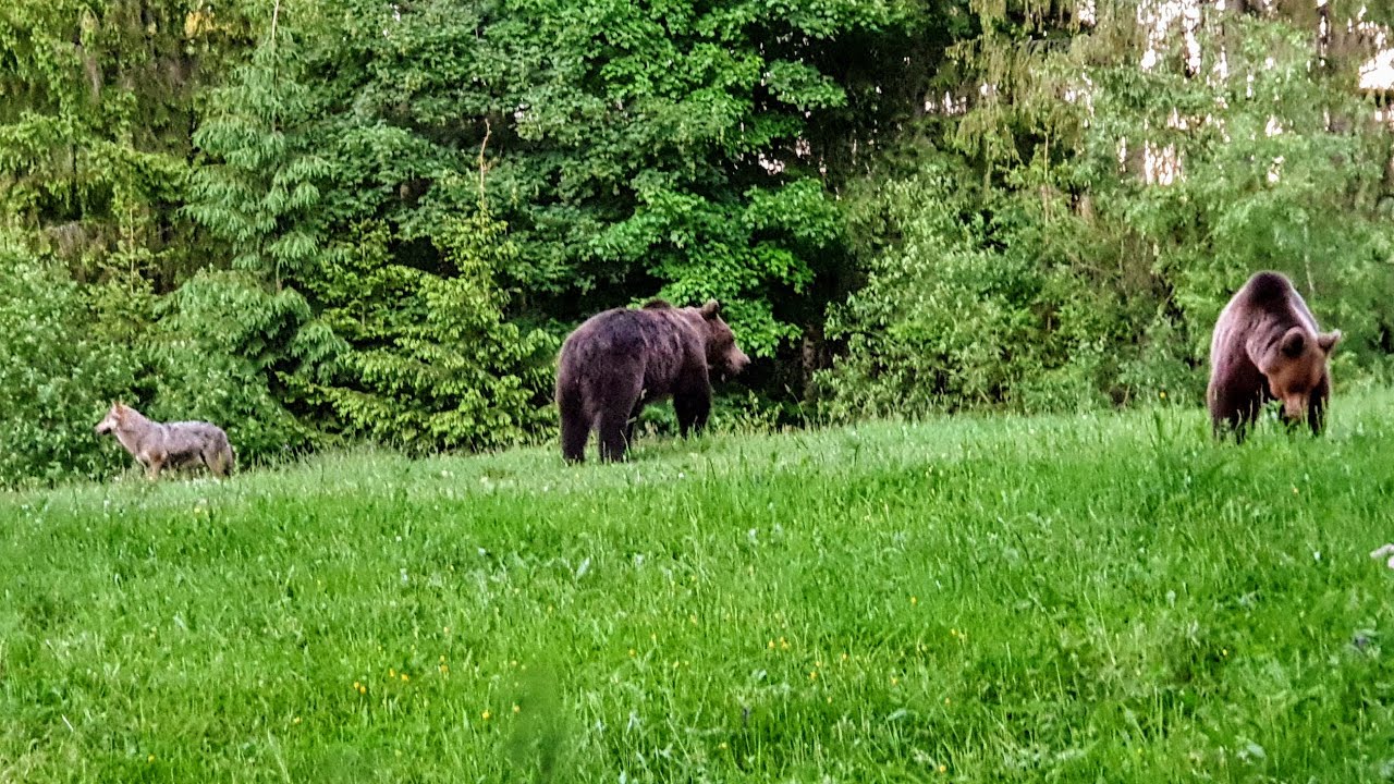 Amikor farkas provokálja a medvéket