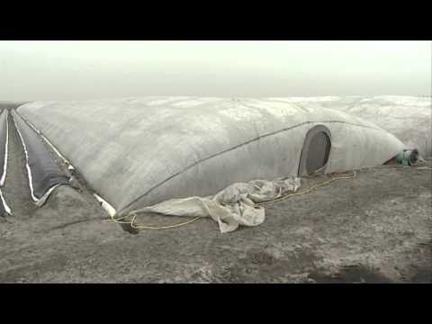 Asperges plukken in Woubrugge