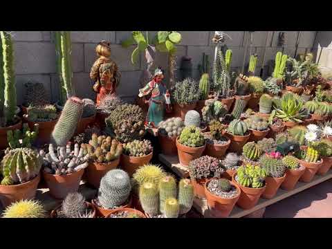 Kay's Garden Tour  - July 2022