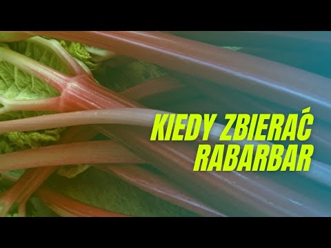 Jak i kiedy zbierać rabarbar