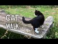 A Walk With A Tuxedo Cat On A Nice Summer Evening