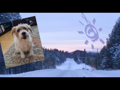 Seniorikoiran lääkärireissu ja muita juttuja