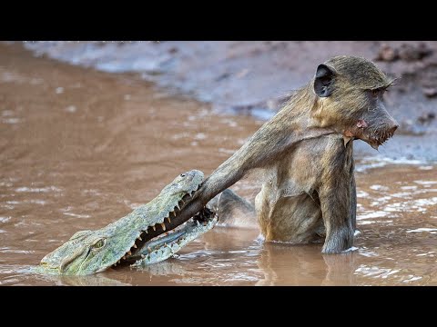 Baboon Vs Croc