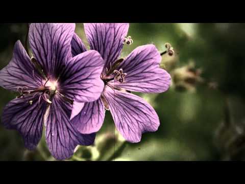 Ivana Pandurovic - Arivederci Roma