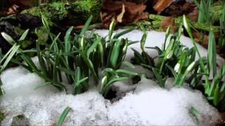 Día de la Tierra | Hermana Tierra (Laura Pausini)