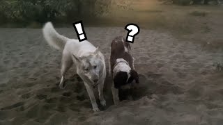 The BEST Dog Hole Digging Challenge