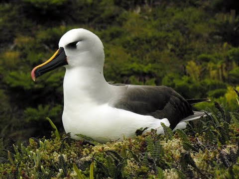 Tristan da Cunha - wildlife and heritage Video