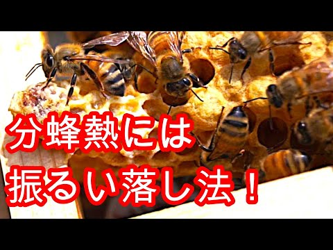経済学科 晴蜂雨読㉛／ミツバチの分封熱(分蜂熱)を冷ますために用いる「振るい落し法」について (2024年7月、その1)／山崎亮一／日英字幕付き／Shook swarming ／R Yamazaki／Sub