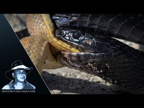 Indigo Eats Rat Snake 01 Footage