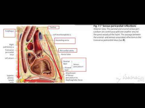 Pericardium 3