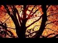 William Blake - A Poison Tree 