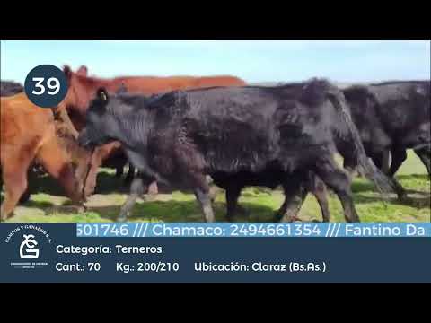 Lote Machos a término - Claraz Bs As