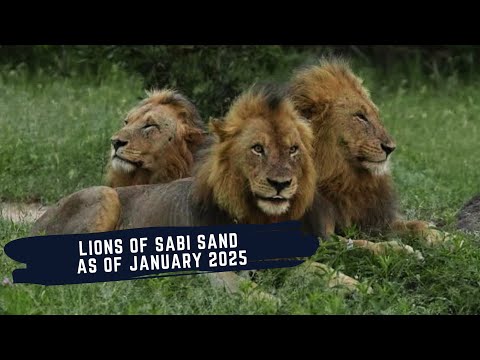 LIONS OF SABI SAND AS OF JANUARY 2025 - EPISODE 22 - KAMBULA - GIJIMA - AVOCA - PLAINS CAMP AND MORE
