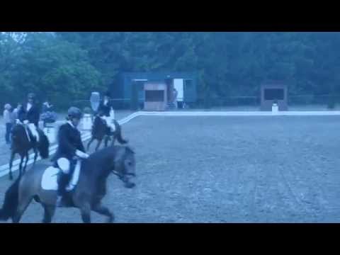 Daphina von Dance Star AT Super brav erste Reitpferdeprf.