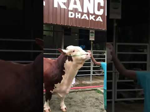 Braford❤️ || One pis Of Bd 🔥 || GME Ranch || TRCL