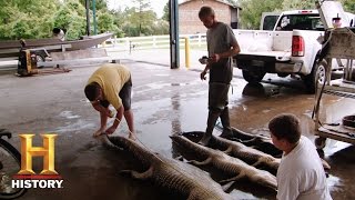 Swamp People: Willie Passes the Torch | History