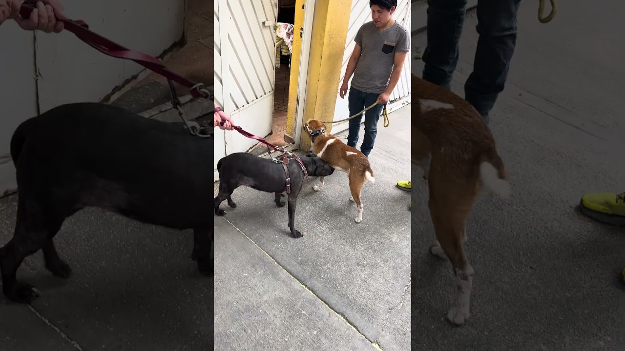 Enlarge SCOUT, a Adoptable mixed breed in Langley, BC video 6/6