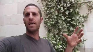 טרכלוספרמון יסמיני