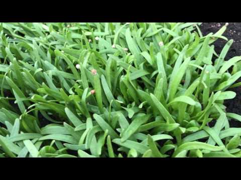 Radavstånd och plantavstånd när du sår -vad gäller? Radavstånd sådder Stämmer det verkligen att...?