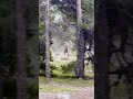 BIGFOOT SIGHTING! - Park Ranger captures chilling video…