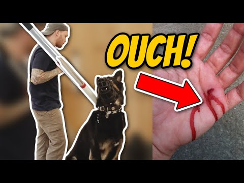 AGGRESSIVE German Shepherd ATTACKS Trainer- Aggressive dog training