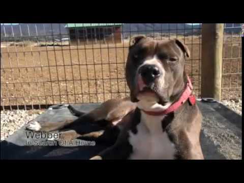 Webber (Courtesy List), an adopted Pit Bull Terrier Mix in La Habra, CA_image-1