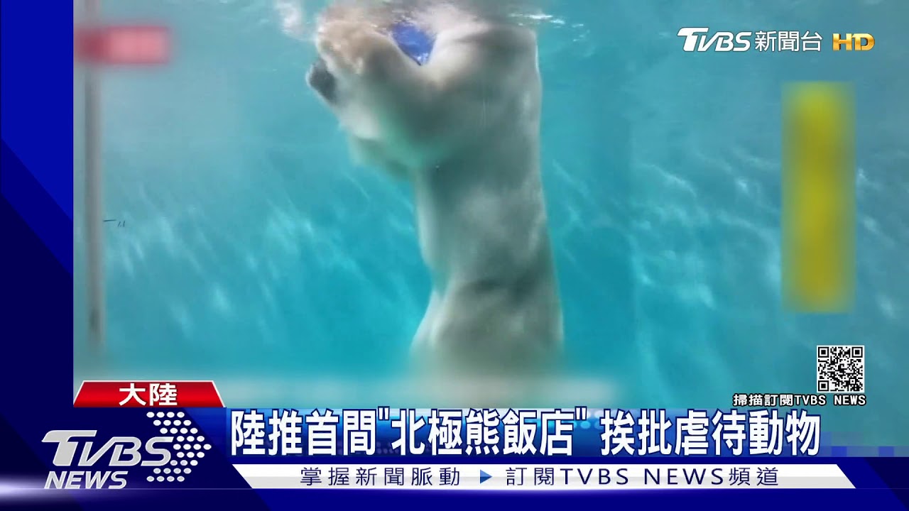 陸推首間「北極熊飯店」 挨批虐待動物