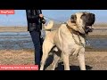 10 Facts About Kangal Dog That You Don T Know
