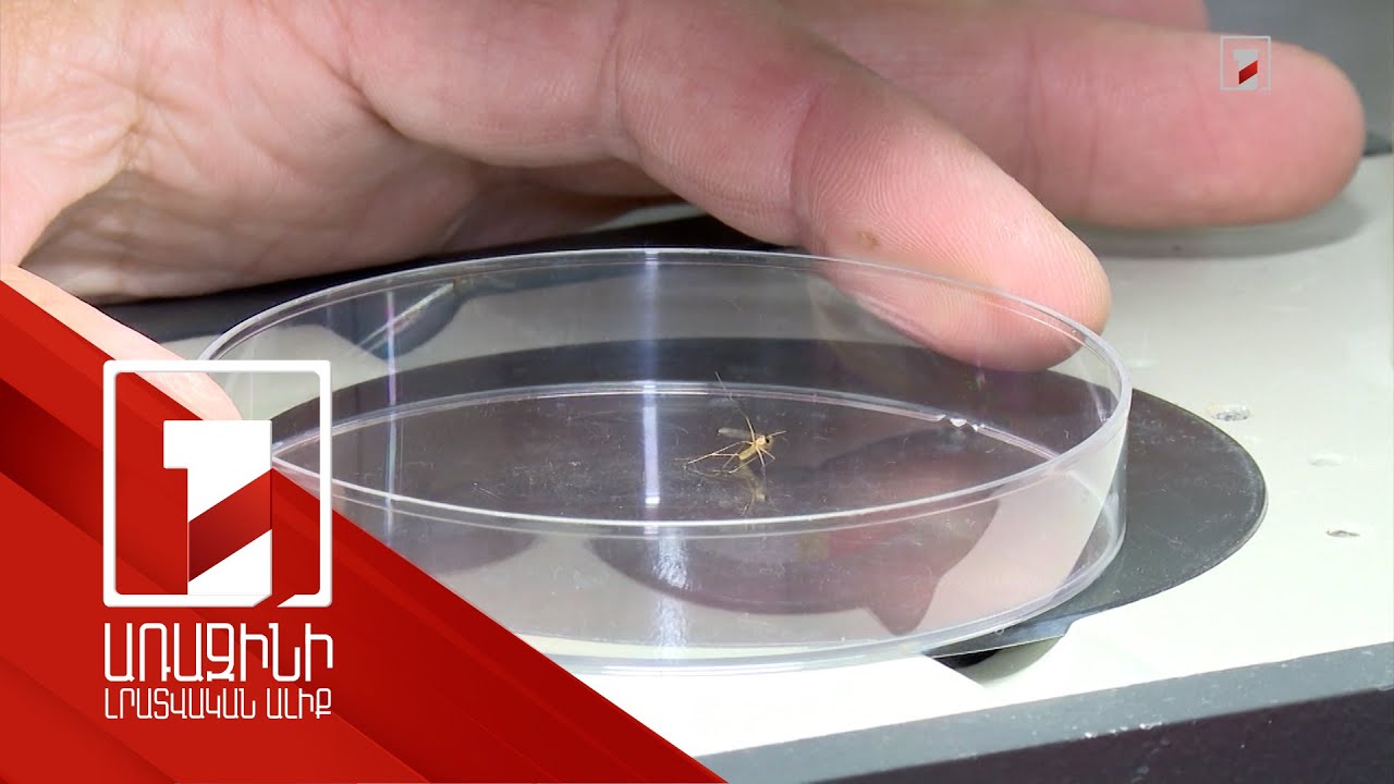 Ամռանը միջատի խայթոցով փոխանցվող հիվանդությունների վտանգը մեծ է. ինչպե՞ս խուսափել վարակից