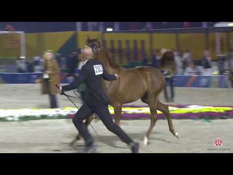 N 203 BARZAN MJ KHAYAL   Asharqia Arabian Horse Classic 2020   Yearling Colts Class 7C