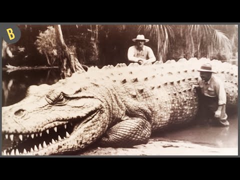 Los 15 Cocodrilos Más Grandes Del Mundo