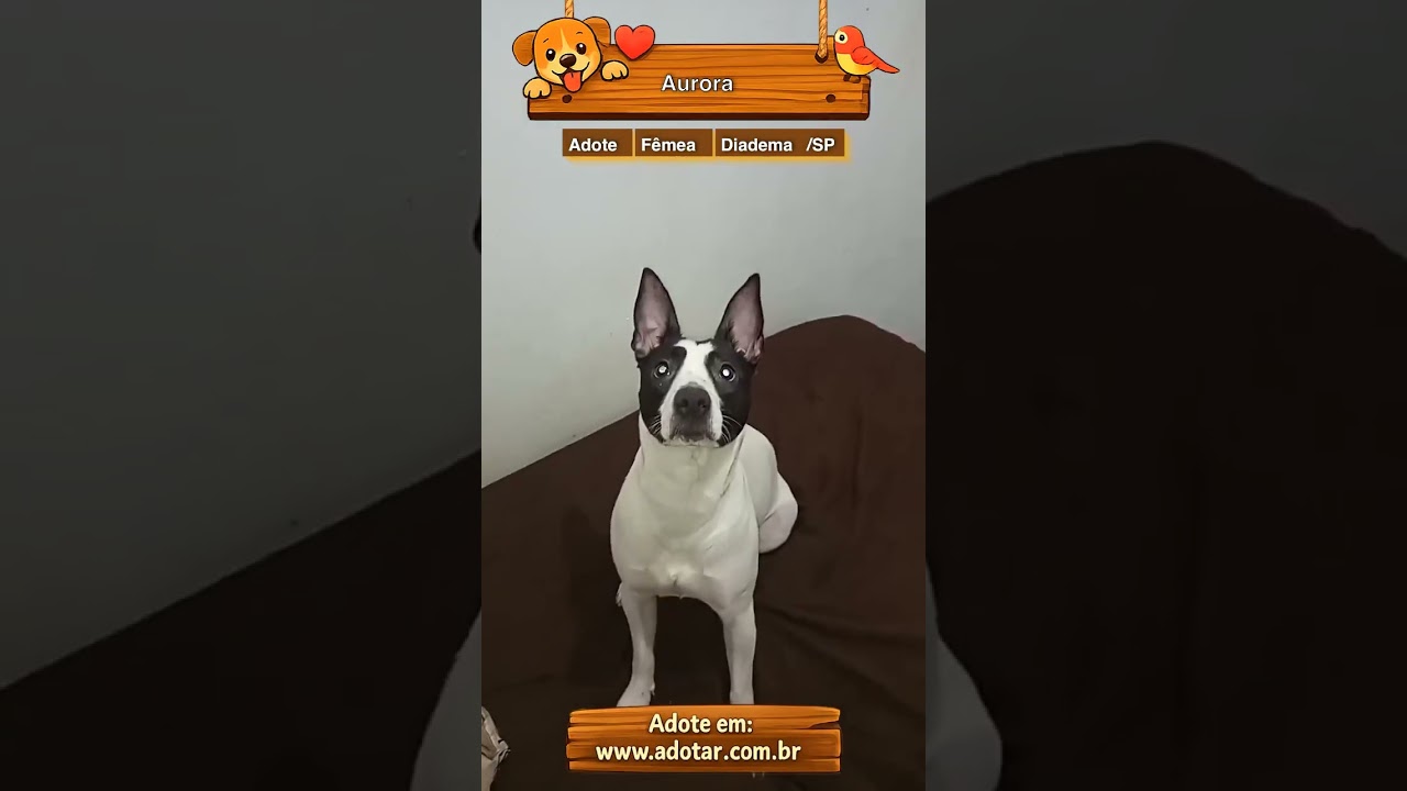 Cachorro raça SRD-ViraLata idade 1 ano nome Aurora