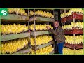 Farmers Grow Millions of Golden Vegetable Buds This Way - Belgian Endive Farming