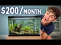 5 Ways to Make Money Breeding Fish - With 1 Tank!