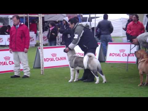 Que buen manejo de mi handler y amigo Heriberto Mota