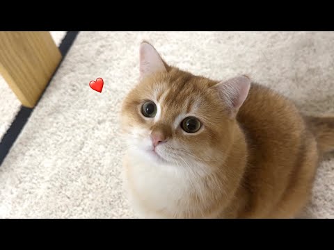 고양이는 안된다던 가족들이 소빵이랑 사랑에 빠졌다..