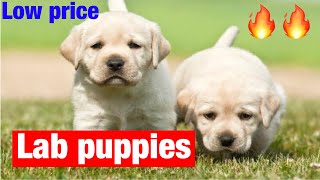 Lab puppies available at low price in Hyderabad