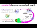 Apoptosis: Programmed Cell Death