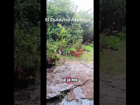 gracias a Dios esta lloviendo  aprovecho paso por un 24 agricultura vida de campo rancho El Durazno