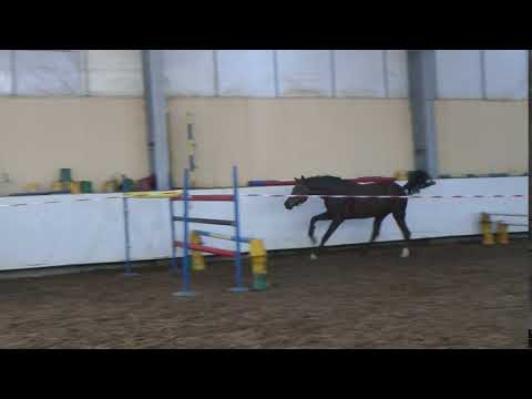 Trakehner stallion Eye of the storm by Prince Patmos x Preussemprinz-25.11.2017