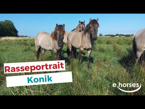 Das Konik im Rasseportrait