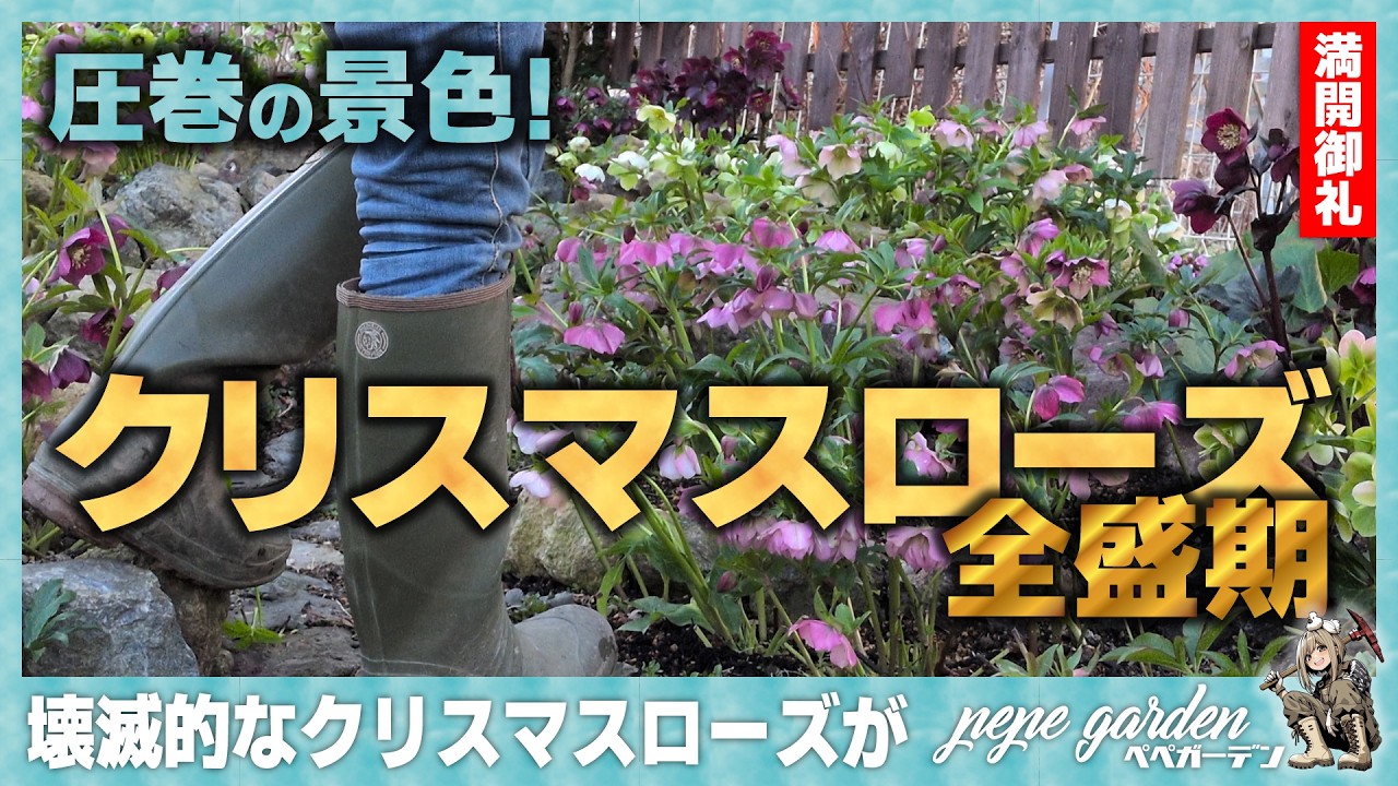 【2026年最新】今が全盛期！我が家のクリスマスローズガーデン、全貌公開