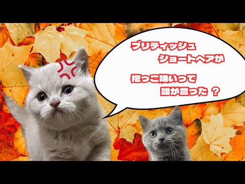 ブリティッシュショートヘア – 島から来た居心地の良い美しさ