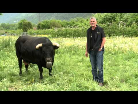 Avant la finale, rencontre avec Cobra, la reine en titre, et Pouky, la reine de la Foire du Valais