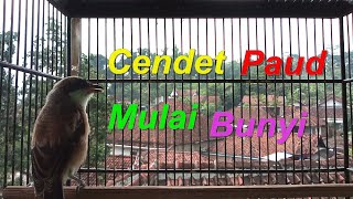 Download lagu Cendet Paud Mulai Bunyi... mp3